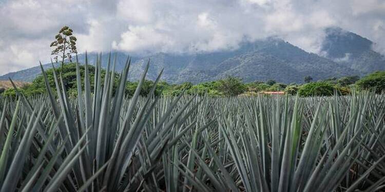 Consumen el doble de tequila en el extranjero que en México