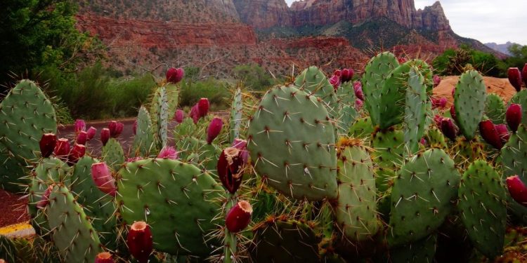 Colonche, una bebida ancestral mexicana en riesgo de desaparecer