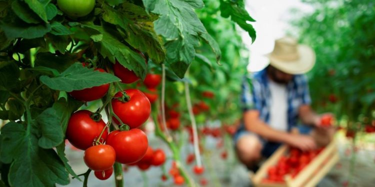 Por qué es tan importante la milpa para la cocina mexicana