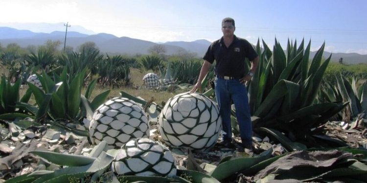 Sinaloa insiste en la Denominación de Origen de su mezcal