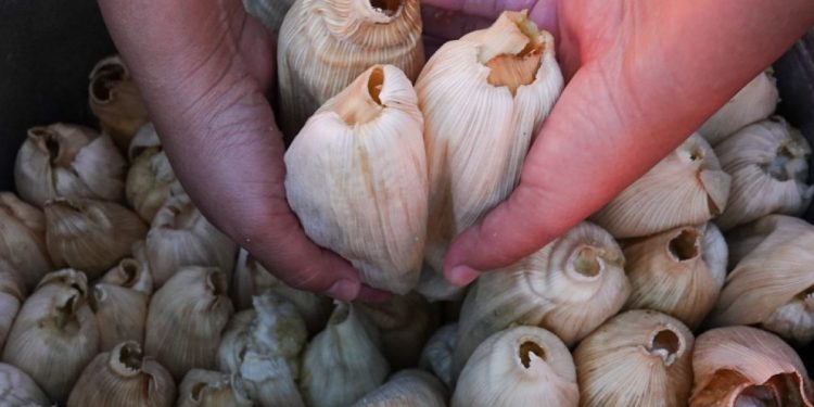 Hay vida después del tamal: Qué puedes hacer con las hojas