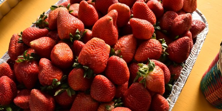 Por qué las fresas de Irapuato son de las mejores en todo el país