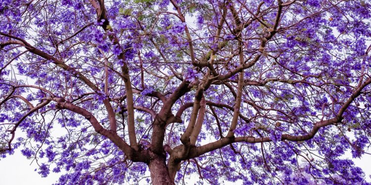 Las jacarandas también son medicinales