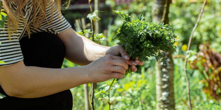 ¿Cómo sembrar verduras y hortalizas en casa?