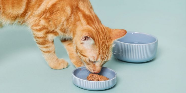 Cómo alimentar bien a tu gato y qué comida darle