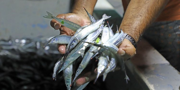 Pajaritos, lo más deseado en la mesa de Mazatlán