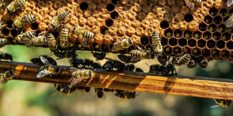 Qué hacer en caso de encontrar un panal de abejas