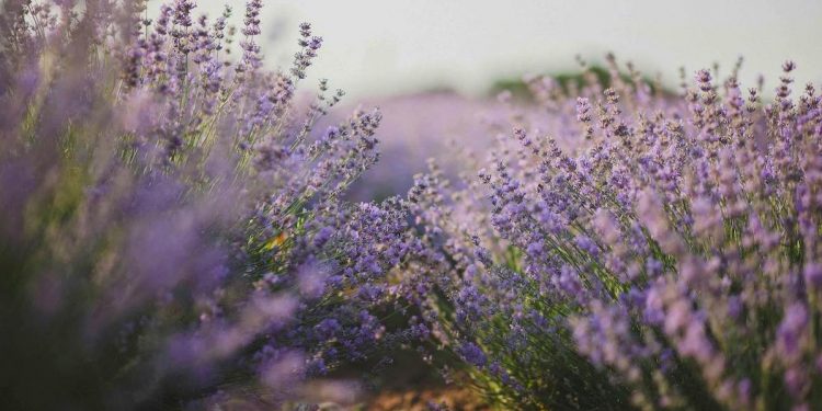 Plantas que ayudan a ahuyentar a las arañas violinistas