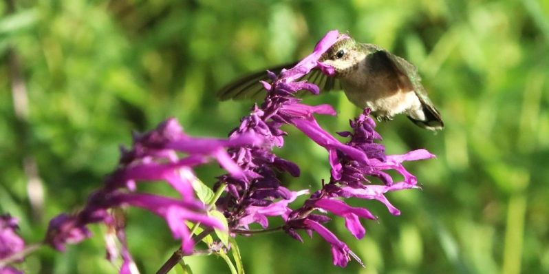 Si no tienes flores, esto es lo que le puedes dar de comer a un colibrí