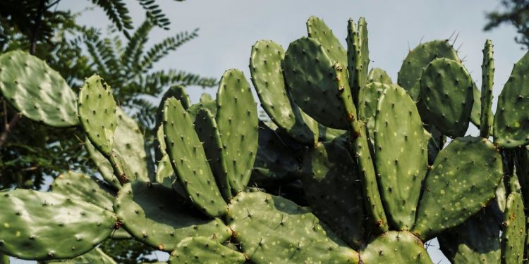 Todos los detalles de la feria dedicada al nopal