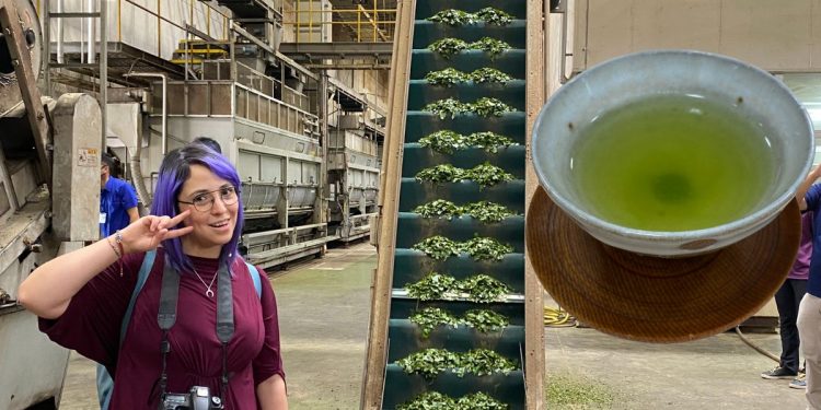 Sencha, el té japonés más consumido en el mundo