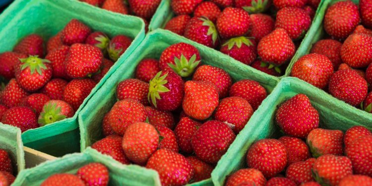 Lluvias ponen en riesgo a las fresas en Irapuato, ¿por qué?