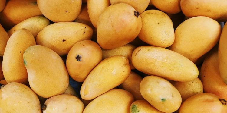 Los fanáticos del mango tienen una cita en Todos Santos, ¡habrá festival!