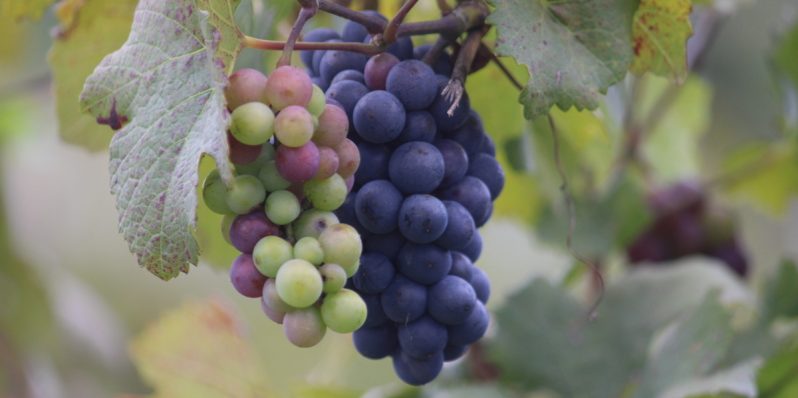 Así se viven las vendimias en los viñedos poblanos