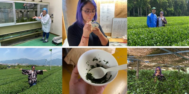 Tencha, el secreto para lograr un gran matcha