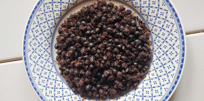 Hormigas chicatanas, ingrediente gourmet que “cae del cielo”