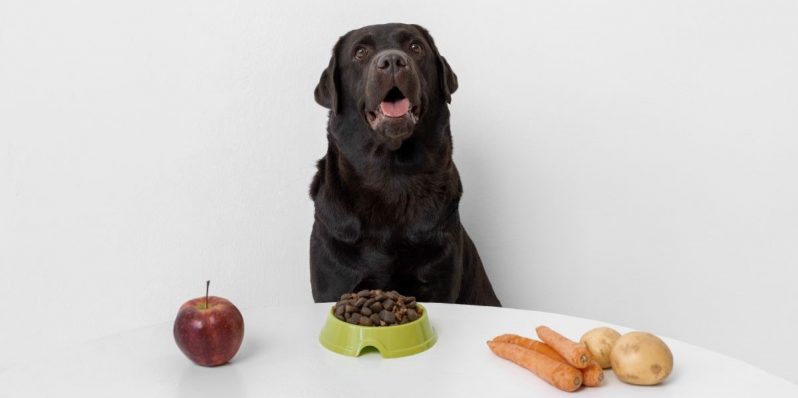 Vegetales pet friendly: Lo que puedes incluir en la dieta de tu perro