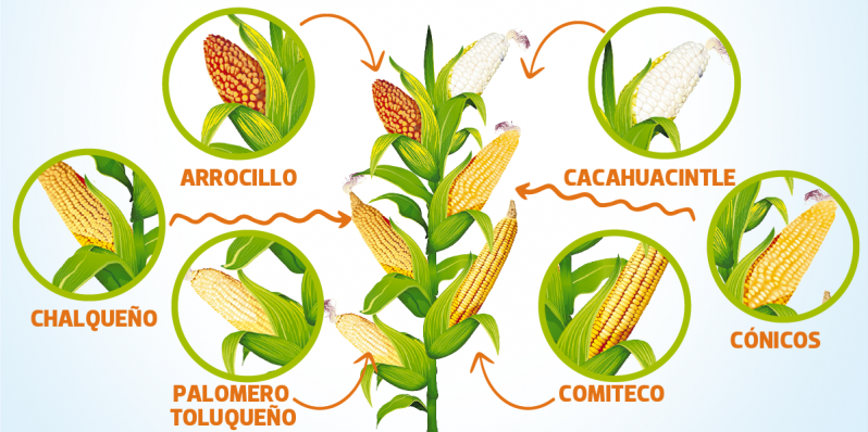 Razas de maíz nativo, la identidad de México