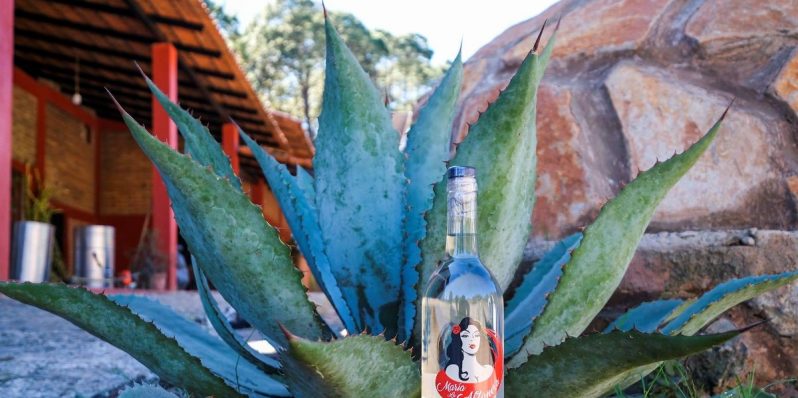 Jalisco se prepara para recibir al famoso Spirits Selection by Concours Mondial de Bruxelles