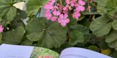 Identifica las plantas medicinales y comestibles que hay en las banquetas en la Ciudad de México