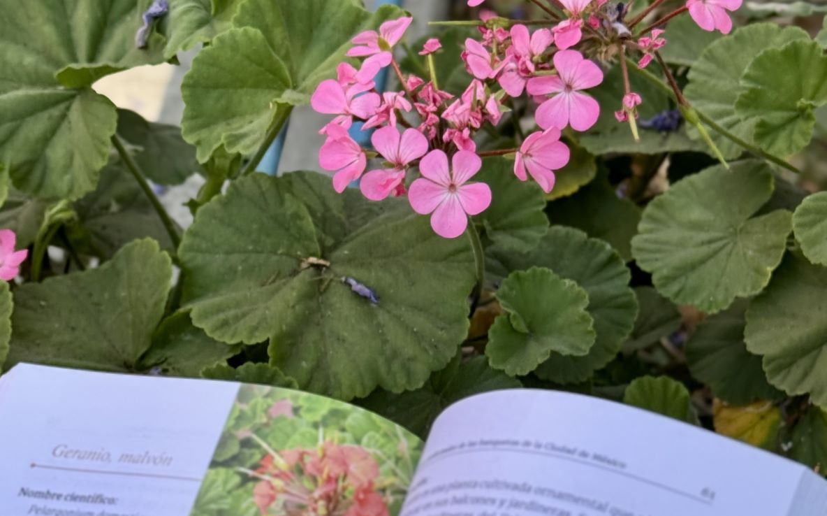 Identifica las plantas medicinales y comestibles que hay en las banquetas