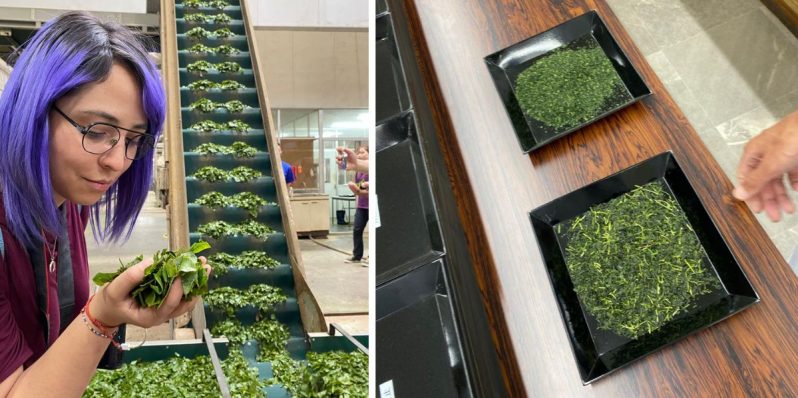 Tés verdes japoneses que no son matcha; hay por lo menos cinco más