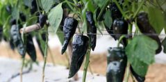 ¡No todo es nacional! ¿Cómo reconocer auténticos chiles poblanos mexicanos?