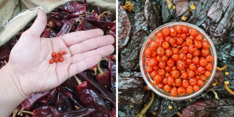 ¿Cuáles son los chiles silvestres? Un pequeño gran deleite al paladar
