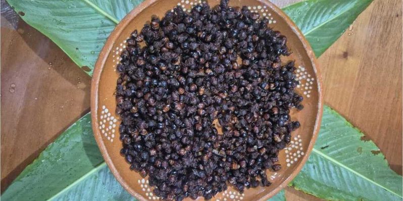 Hormigas comestibles y dos maneras de  aprovechar su sabor esta temporada
