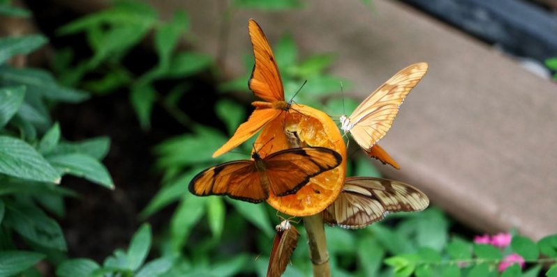 De qué se alimentan las mariposas y cómo prepararles un banquete