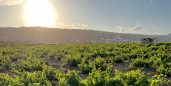 Vinos del mundo: Qué toman Grecia; cuál pedir y con qué acompañar
