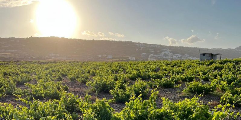 Vinos del mundo: Qué toman Grecia; cuál pedir y con qué acompañar