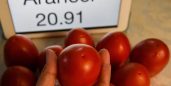 Arancel al jitomate mexicano podría disparar el desperdicio de alimentos en dos países