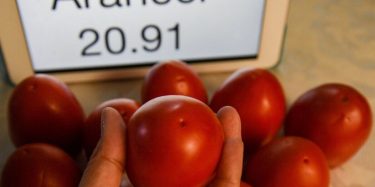 Arancel al jitomate mexicano podría disparar el desperdicio de alimentos en dos países