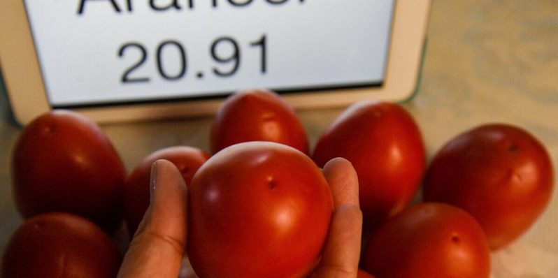 Arancel al jitomate mexicano podría disparar el desperdicio de alimentos en dos países