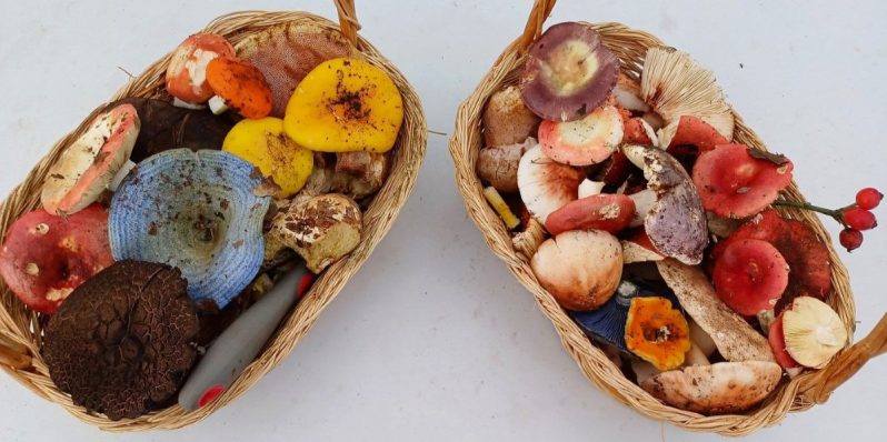 Agosto, mejor dicho hongosto: Checa dónde tomar tours para explorar hongos